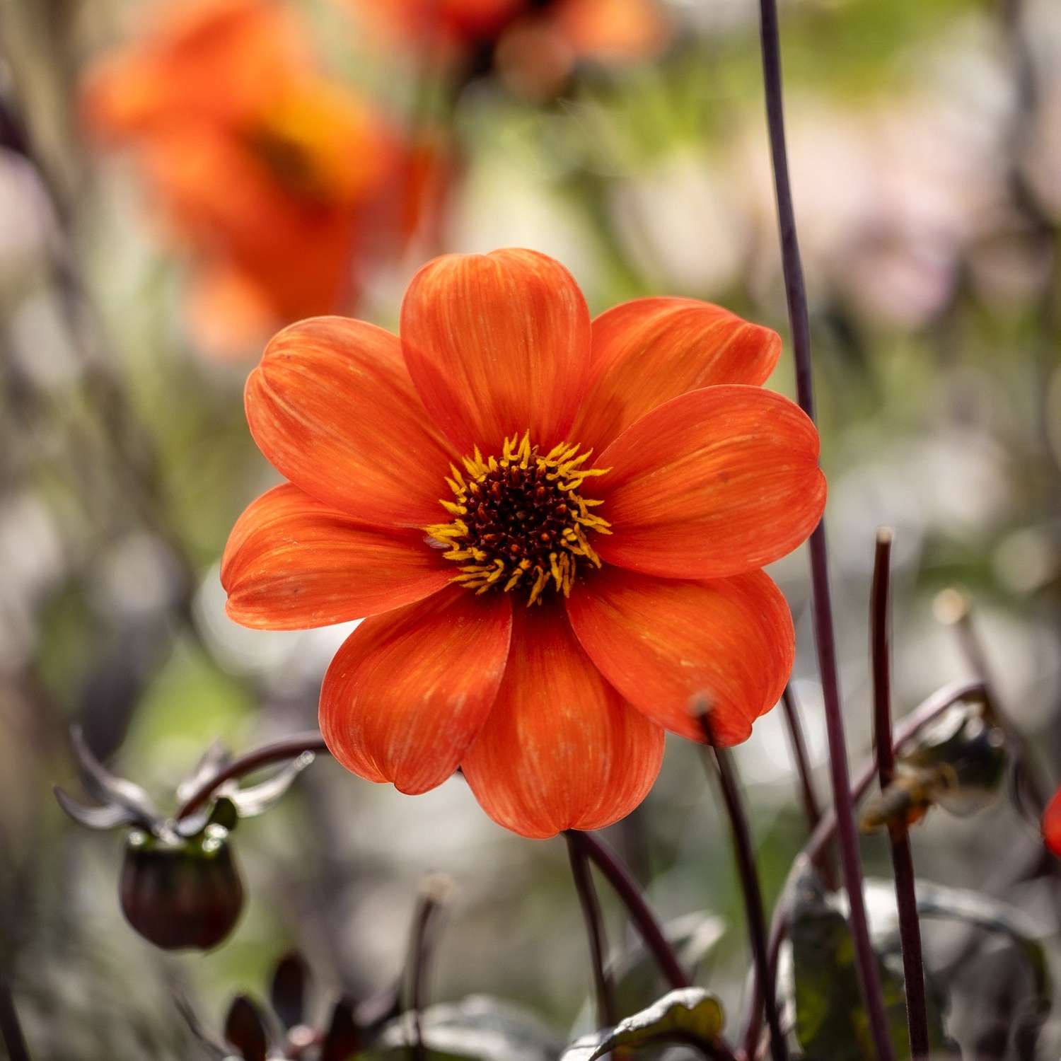 Dahlie 'Bishop of Oxford'